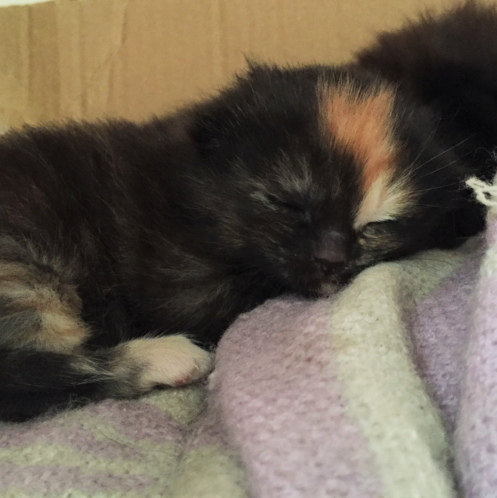 Two weeks old! - Kitten Update