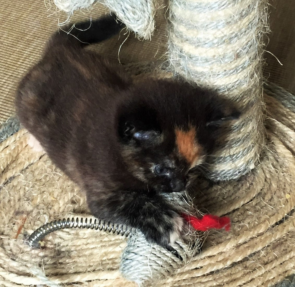 Kitten Update - One Month Old!